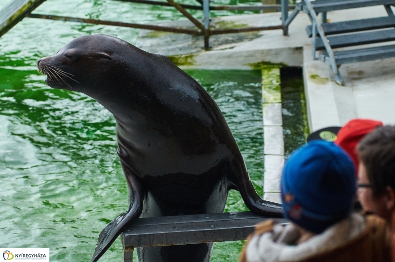 Fókashow az Állatparkban - fotó Szarka Lajos