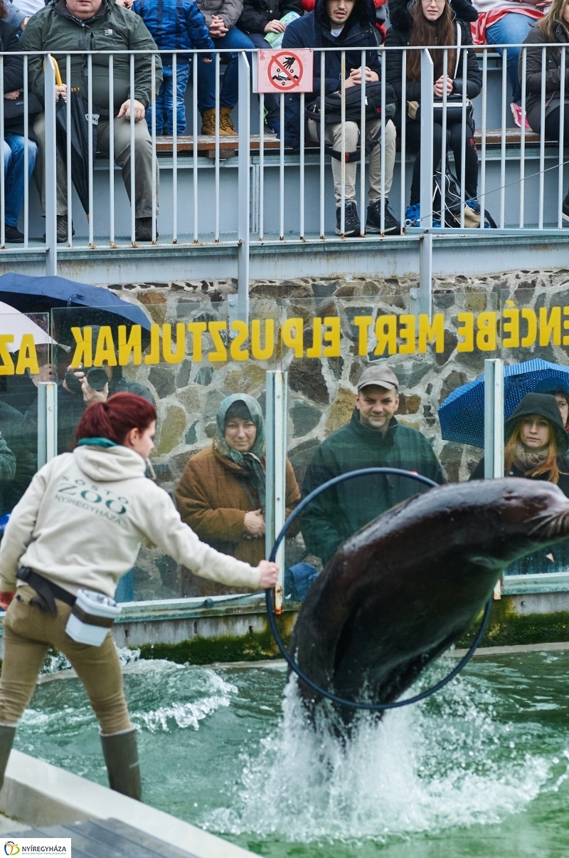 Fókashow az Állatparkban - fotó Szarka Lajos