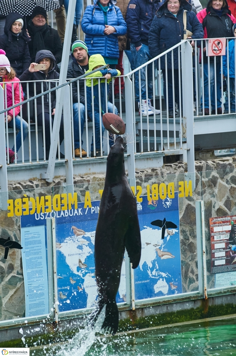 Fókashow az Állatparkban - fotó Szarka Lajos