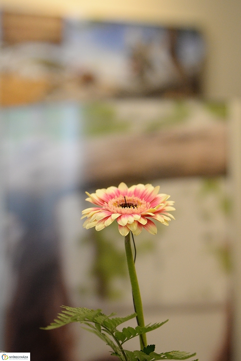 Látogatócentrum átadás - fotó Trifonov Éva