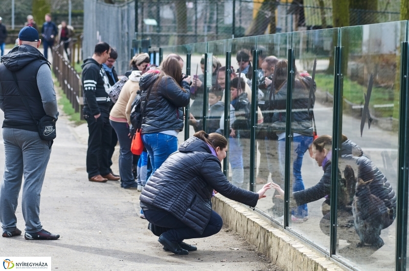 Húsvétkor az Állatparkban - fotó Szarka Lajos