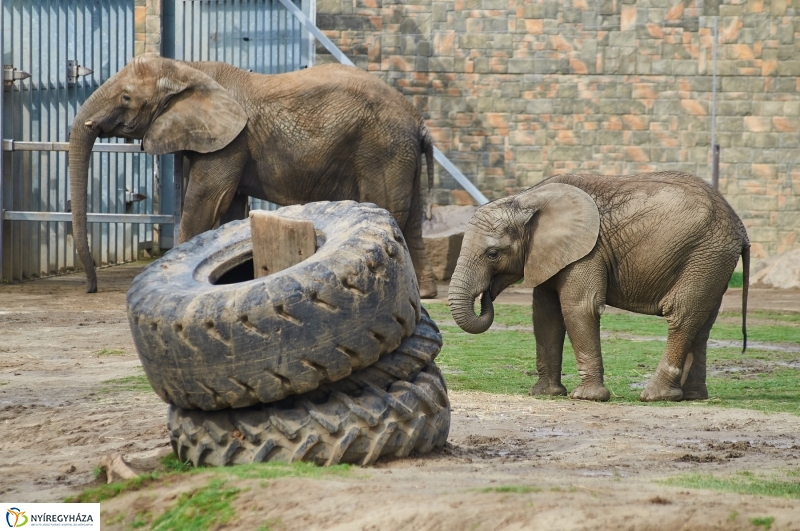 Húsvétkor az Állatparkban - fotó Szarka Lajos