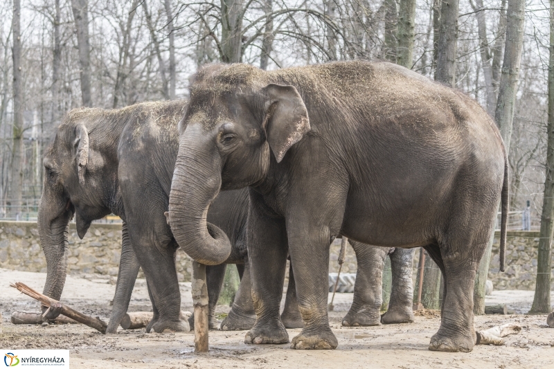 Húsvét a Nyíregyházi Állatparkban - fotó Kohut Árpád