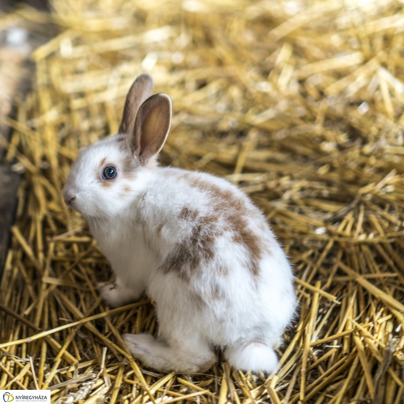 Húsvét a Nyíregyházi Állatparkban - fotó Kohut Árpád