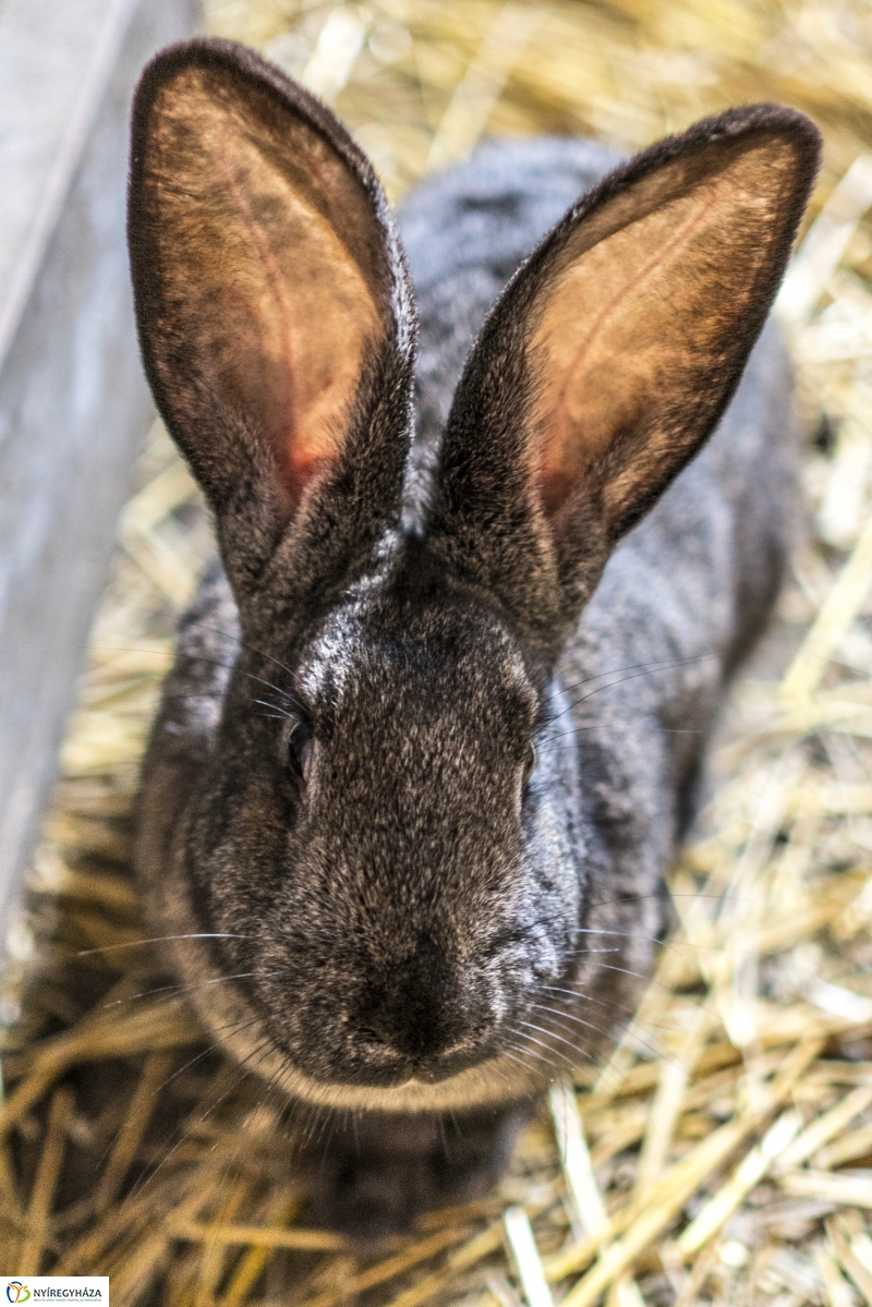 Húsvét a Nyíregyházi Állatparkban - fotó Kohut Árpád