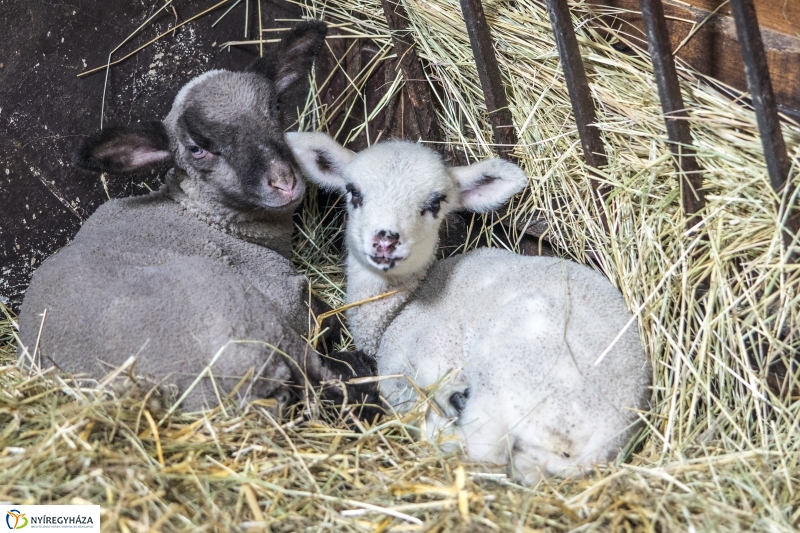 Húsvét a Nyíregyházi Állatparkban - fotó Kohut Árpád