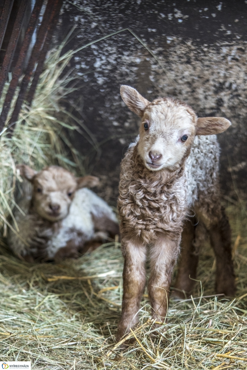 Húsvét a Nyíregyházi Állatparkban - fotó Kohut Árpád