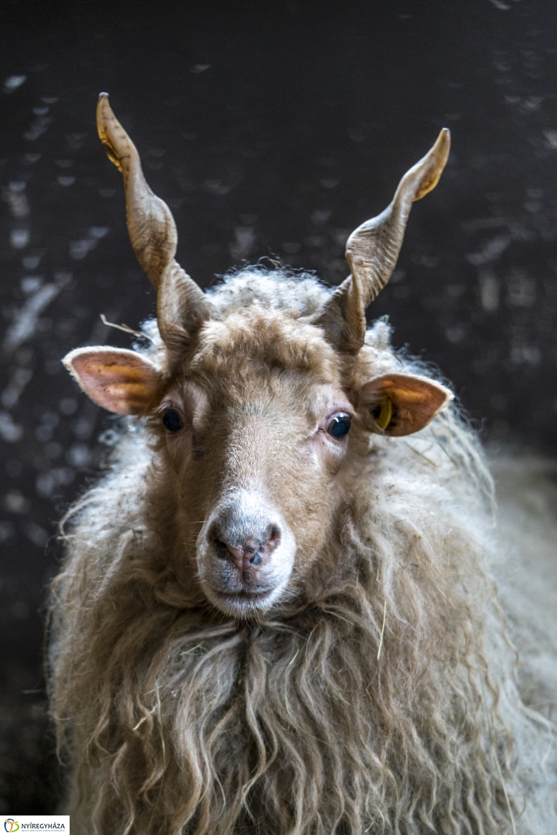Húsvét a Nyíregyházi Állatparkban - fotó Kohut Árpád