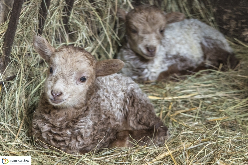 Húsvét a Nyíregyházi Állatparkban - fotó Kohut Árpád