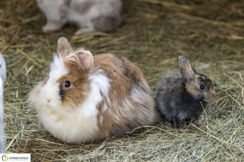 Húsvét a Nyíregyházi Állatparkban - fotó Kohut Árpád