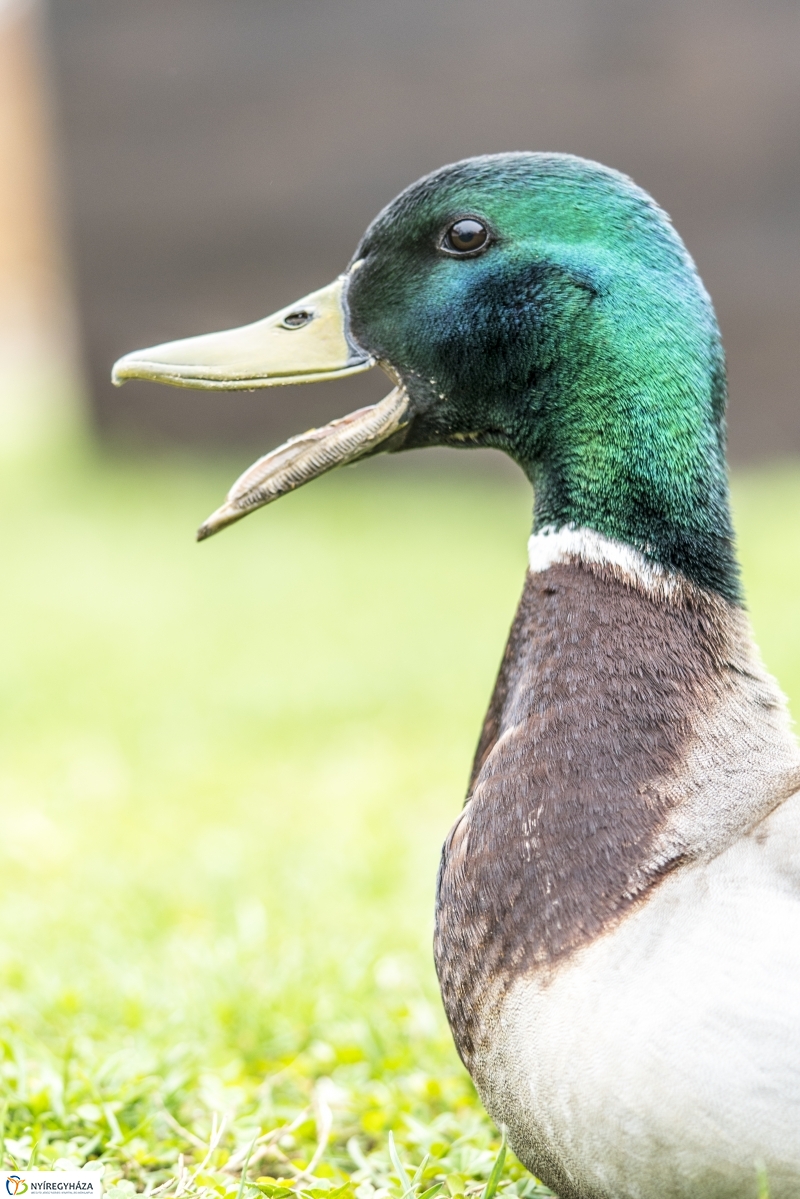 Húsvét a Nyíregyházi Állatparkban - fotó Kohut Árpád