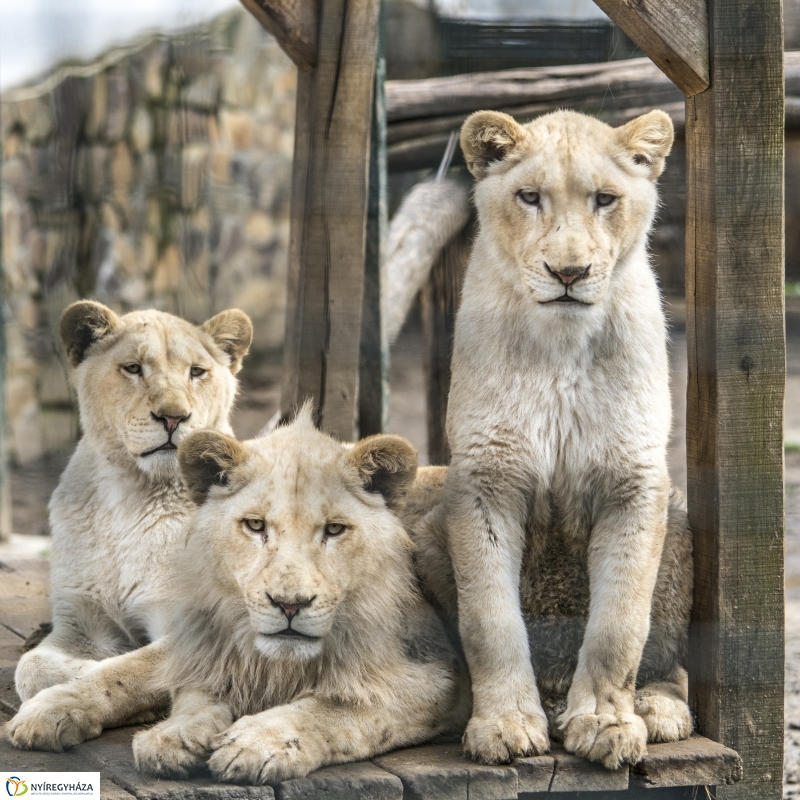 Húsvét a Nyíregyházi Állatparkban - fotó Kohut Árpád