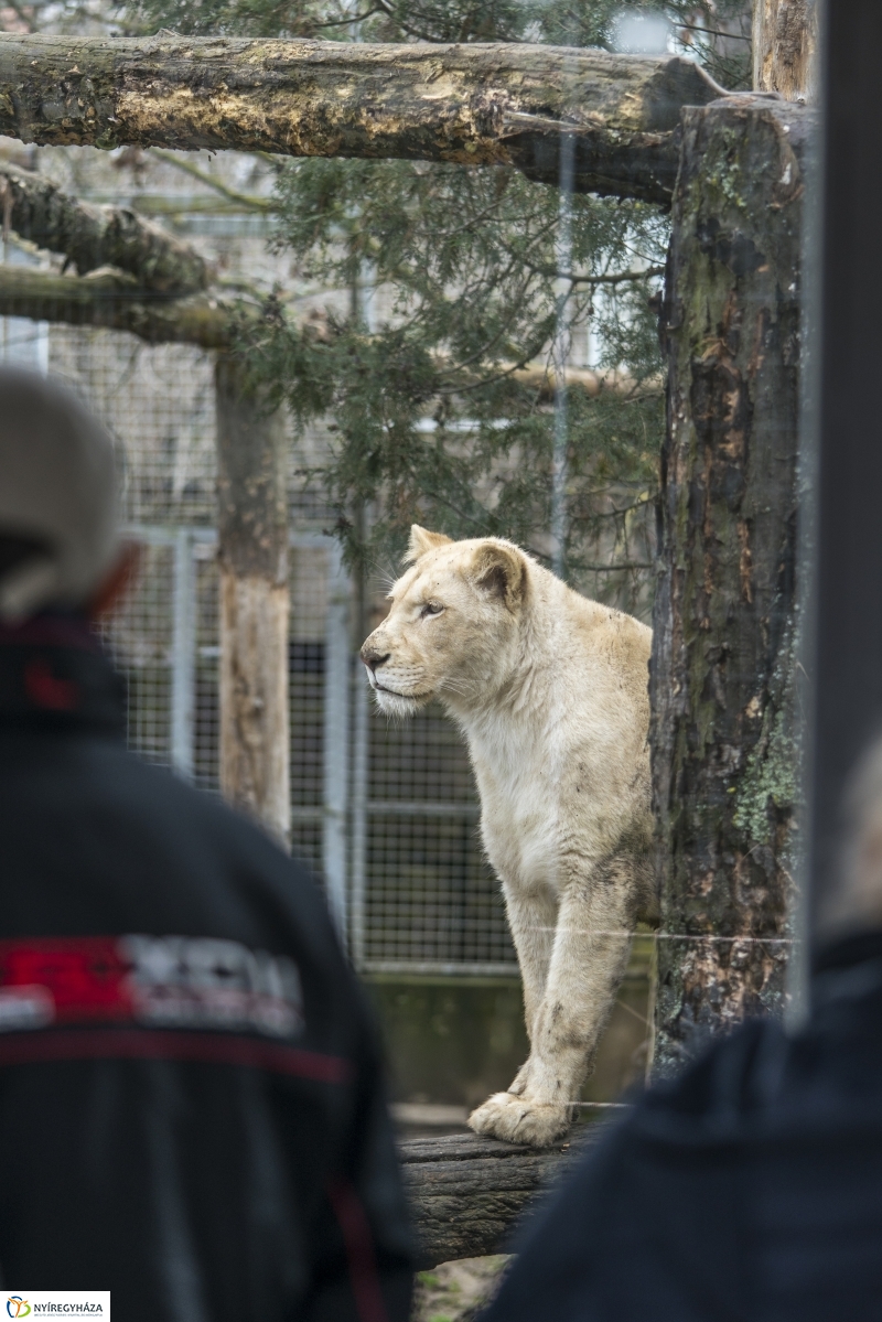 Húsvét a Nyíregyházi Állatparkban - fotó Kohut Árpád