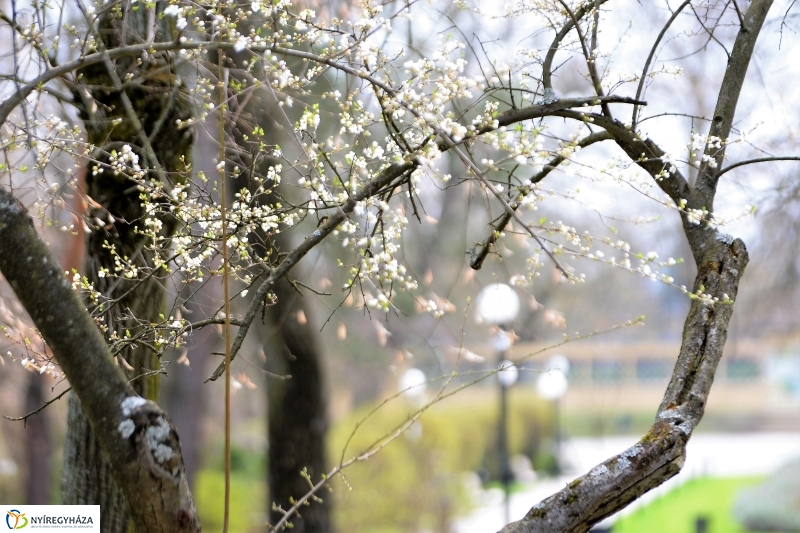 Téli álomból ébredezik Sóstó - fotó Trifonov Éva