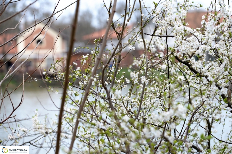 Téli álomból ébredezik Sóstó - fotó Trifonov Éva
