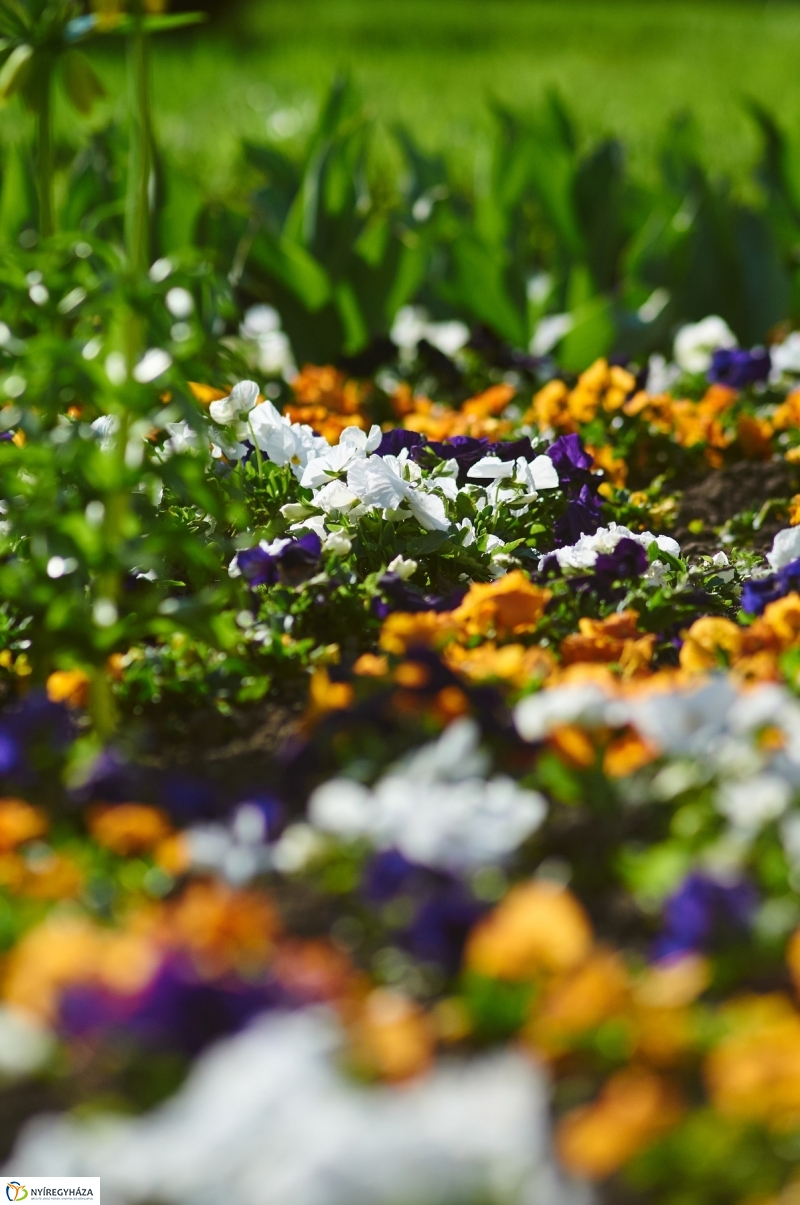 Az első tavaszi pillanatok - fotó Szarka Lajos
