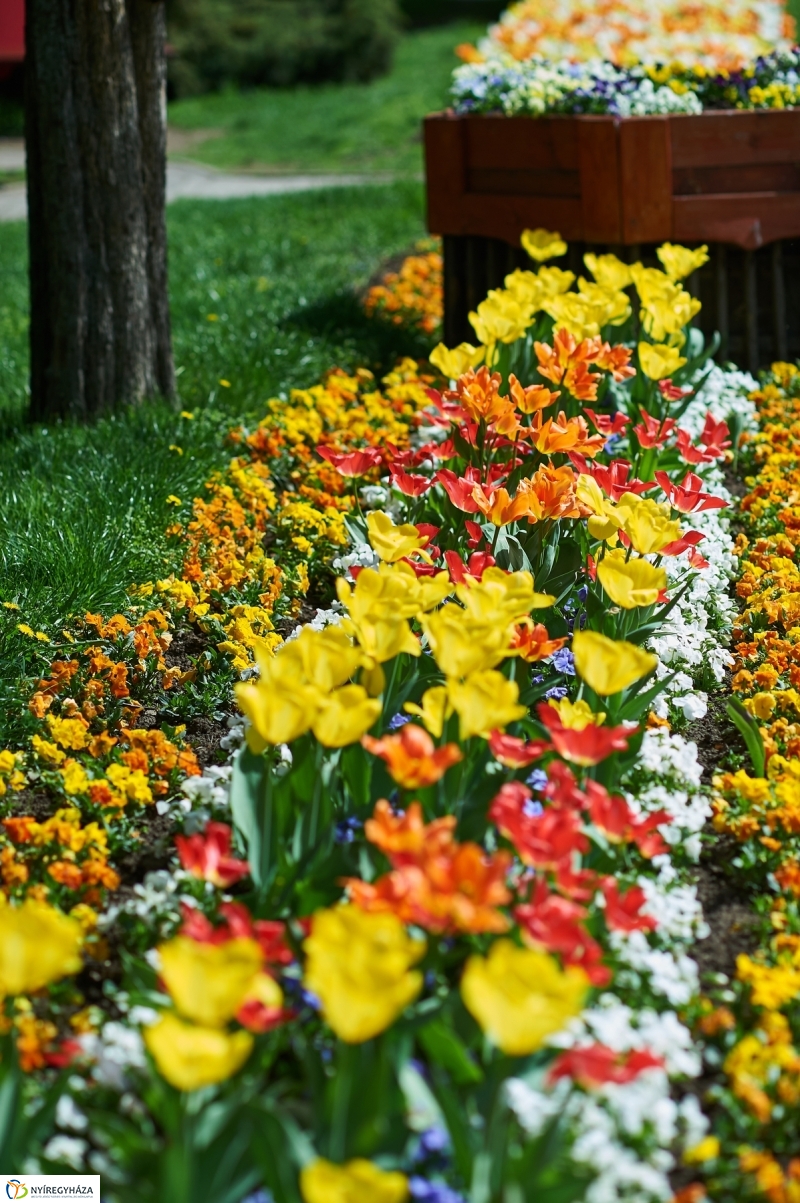 Nyár a tavaszban - fotó Szarka Lajos