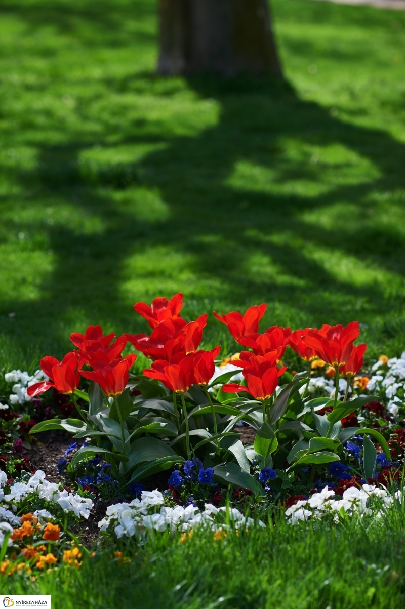 Nyár a tavaszban - fotó Szarka Lajos
