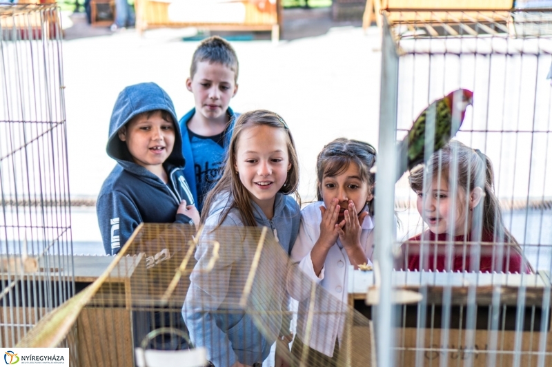 Helló Nyíregyháza megnyitó és ovis sorverseny - fotó Kohut Árpád