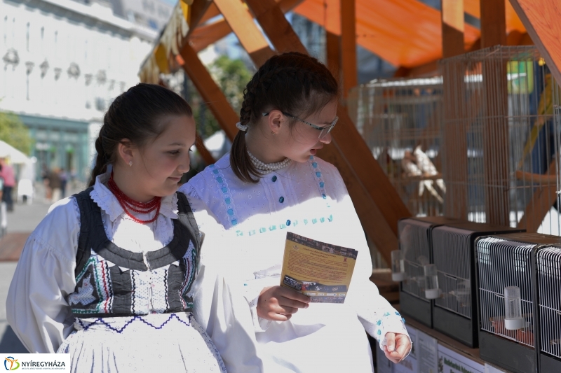 Helló Nyíregyháza délelőtt 1  - fotó Trifonov Éva