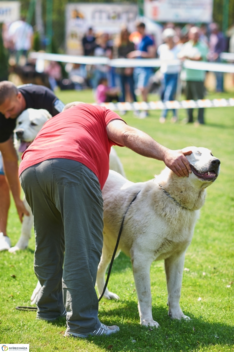 Kutyakiállítás Oroson - fotó Szarka Lajos