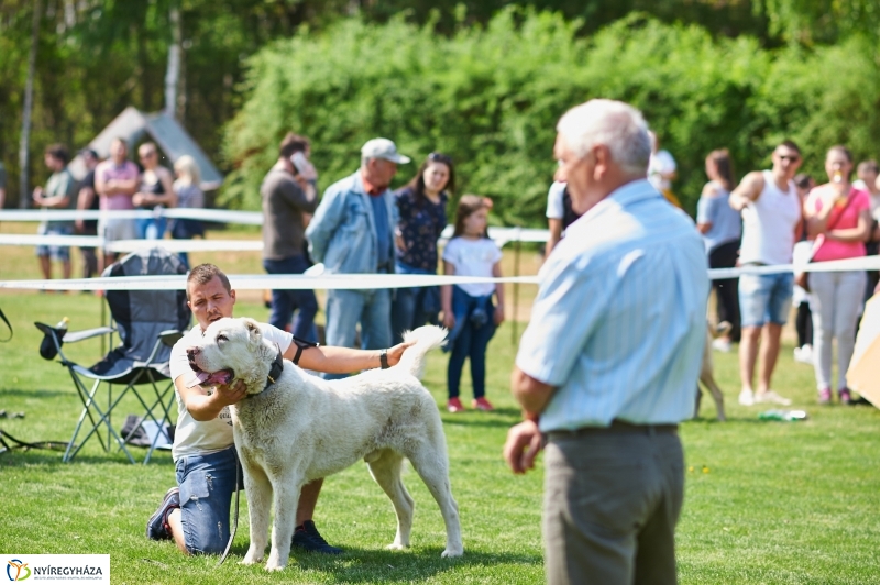 Kutyakiállítás Oroson - fotó Szarka Lajos