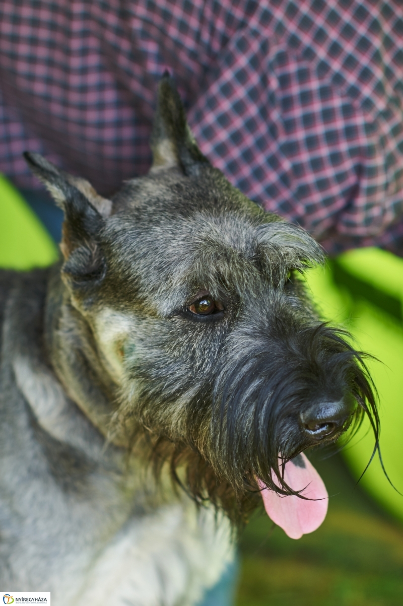 Kutyakiállítás Oroson - fotó Szarka Lajos