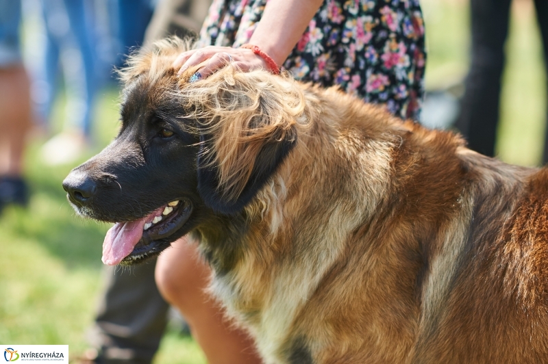 Kutyakiállítás Oroson - fotó Szarka Lajos