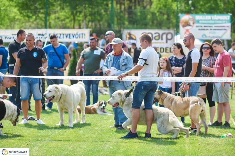 Kutyakiállítás Oroson - fotó Szarka Lajos