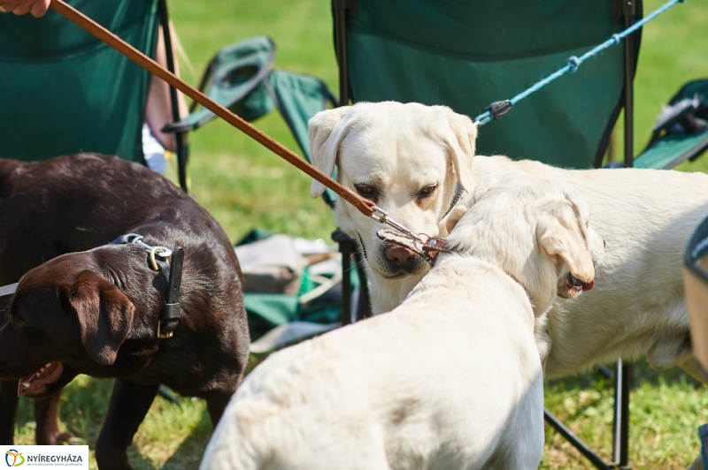Kutyakiállítás Oroson - fotó Szarka Lajos