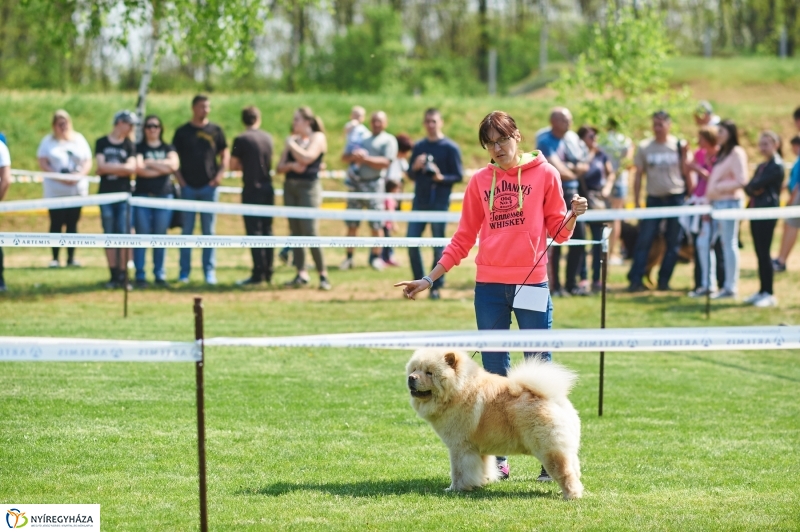Kutyakiállítás Oroson - fotó Szarka Lajos