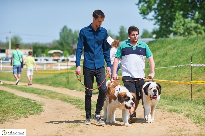 Kutyakiállítás Oroson - fotó Szarka Lajos