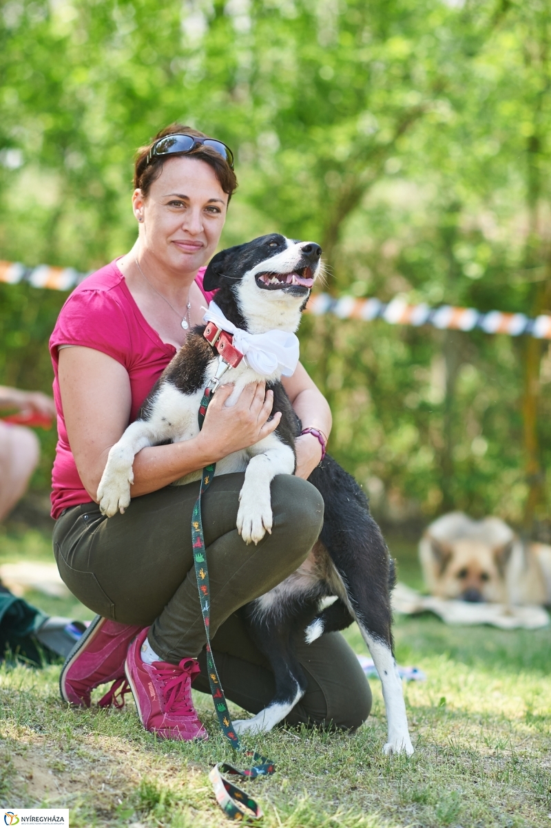 Kutyakiállítás Oroson - fotó Szarka Lajos