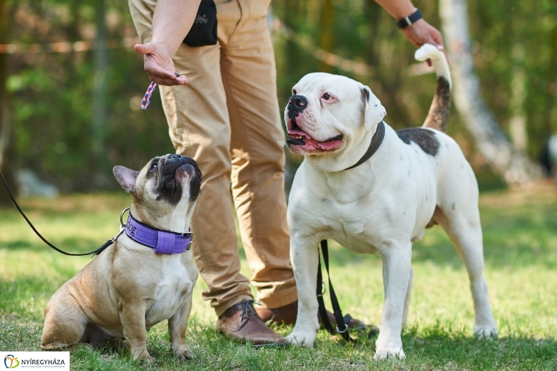 Kutyakiállítás Oroson - fotó Szarka Lajos