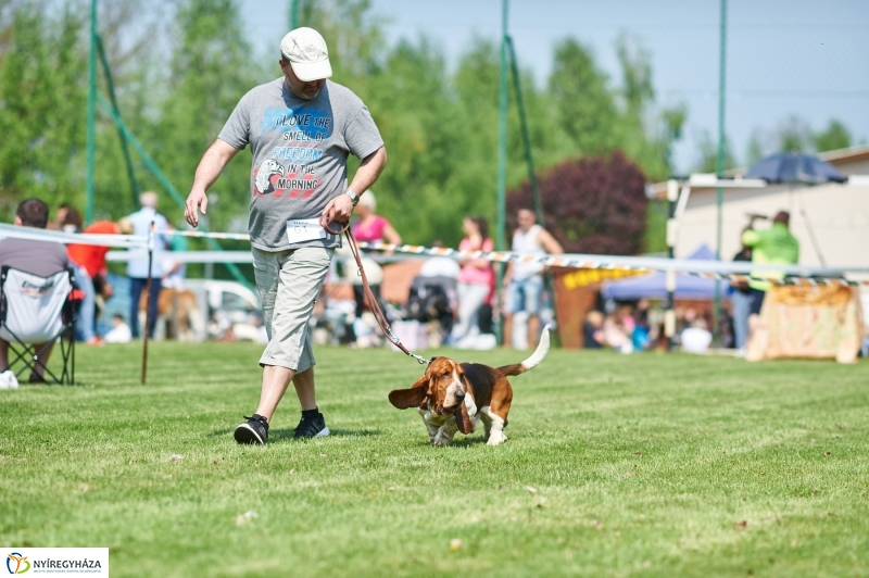 Kutyakiállítás Oroson - fotó Szarka Lajos