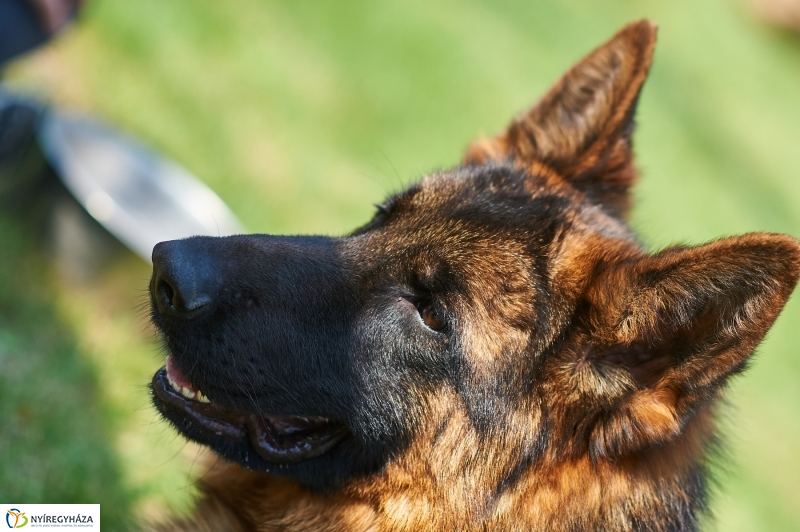 Kutyakiállítás Oroson - fotó Szarka Lajos