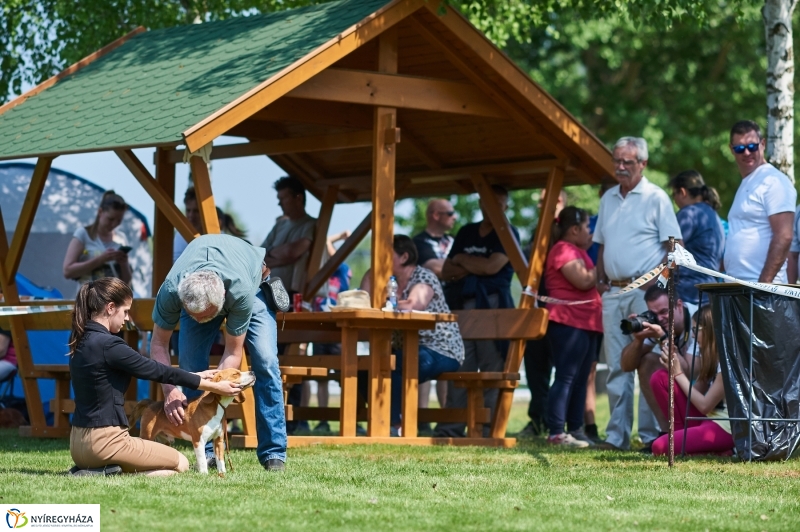 Kutyakiállítás Oroson - fotó Szarka Lajos