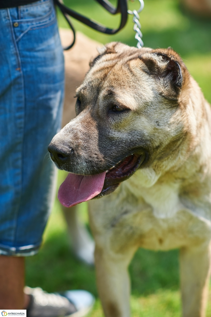 Kutyakiállítás Oroson - fotó Szarka Lajos