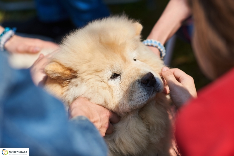Kutyakiállítás Oroson - fotó Szarka Lajos