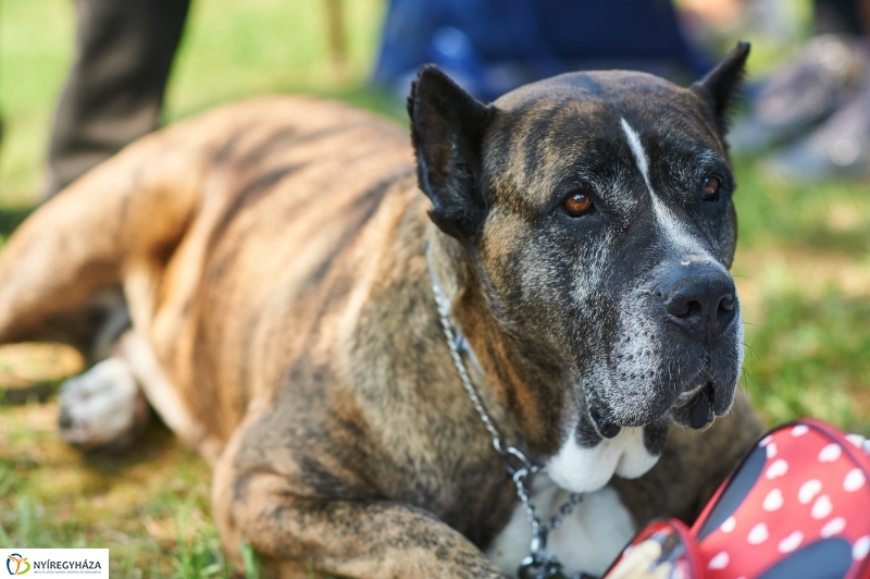 Kutyakiállítás Oroson - fotó Szarka Lajos
