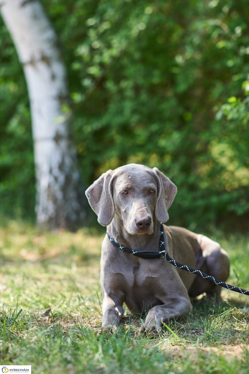 Kutyakiállítás Oroson - fotó Szarka Lajos