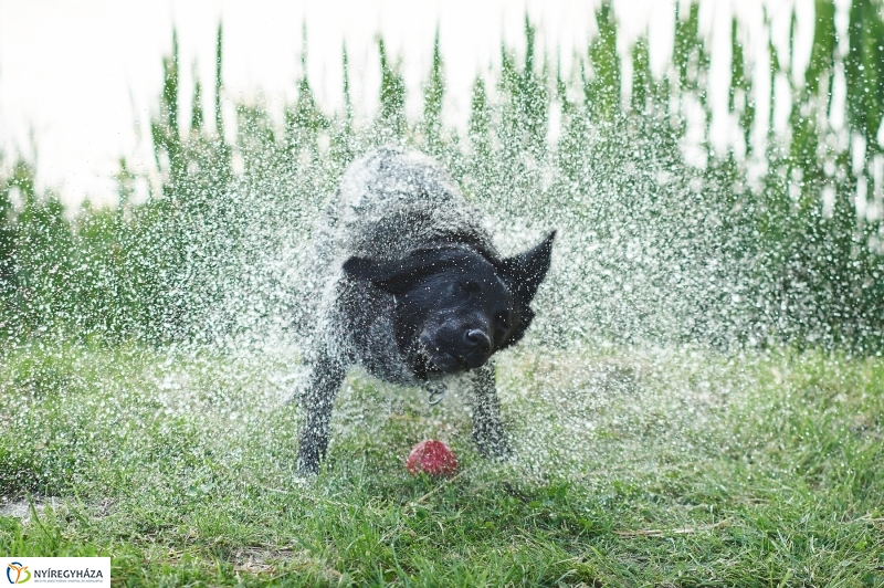 Sóstói körkép tavaszi estén - fotó Szarka Lajos
