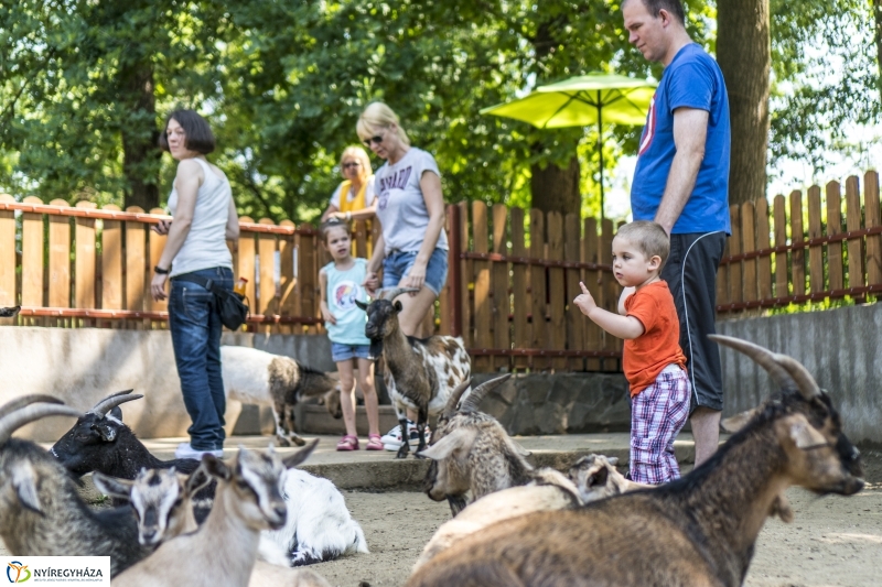 Családok éve gyermeknapi program az Állatparkban - fotó Kohut Árpád