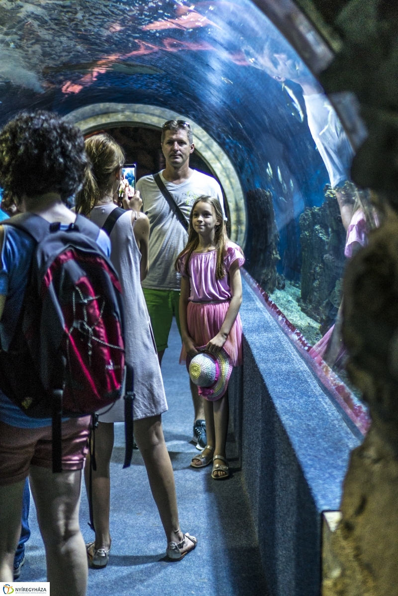 Családok éve gyermeknapi program az Állatparkban - fotó Kohut Árpád