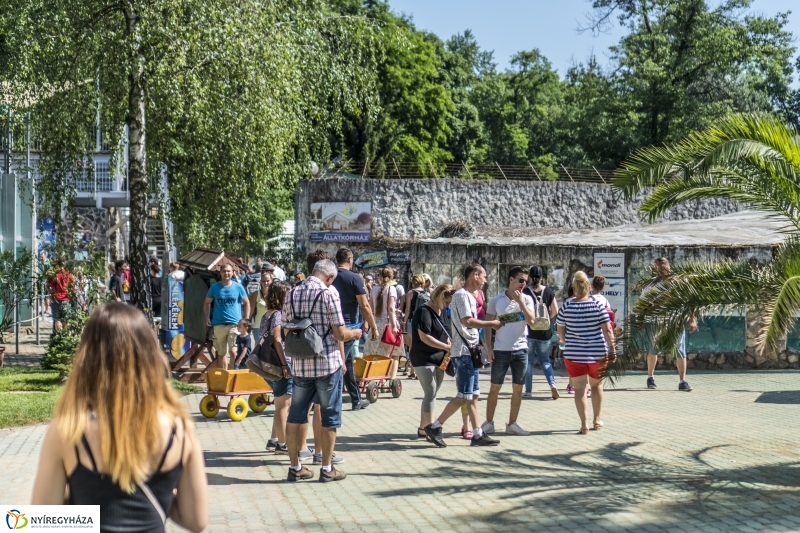Családok éve gyermeknapi program az Állatparkban - fotó Kohut Árpád