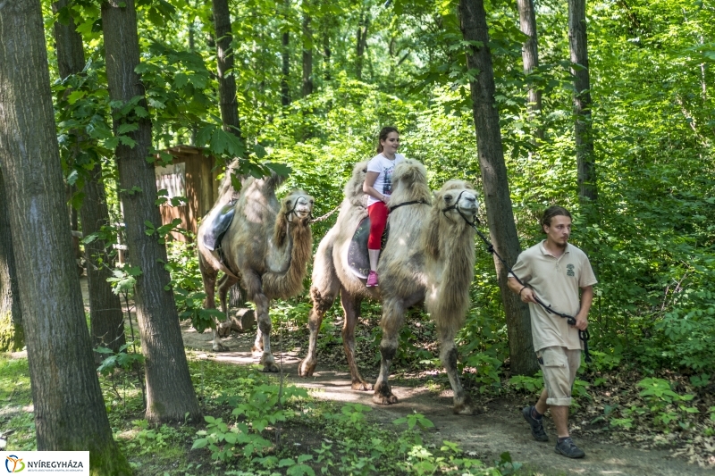 Családok éve gyermeknapi program az Állatparkban - fotó Kohut Árpád