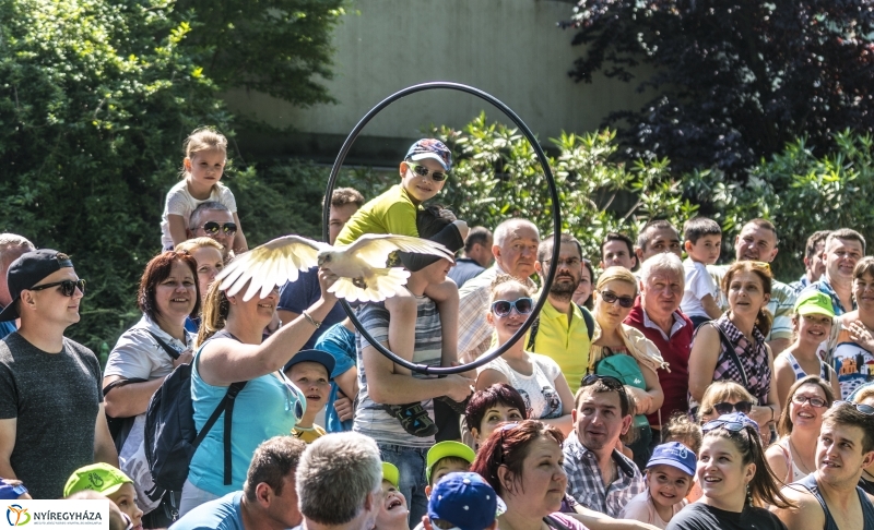 Családok éve gyermeknapi program az Állatparkban - fotó Kohut Árpád