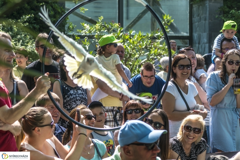 Családok éve gyermeknapi program az Állatparkban - fotó Kohut Árpád