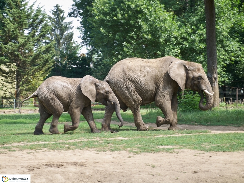 Kis elefánt fogászaton - fotó Szarka Lajos