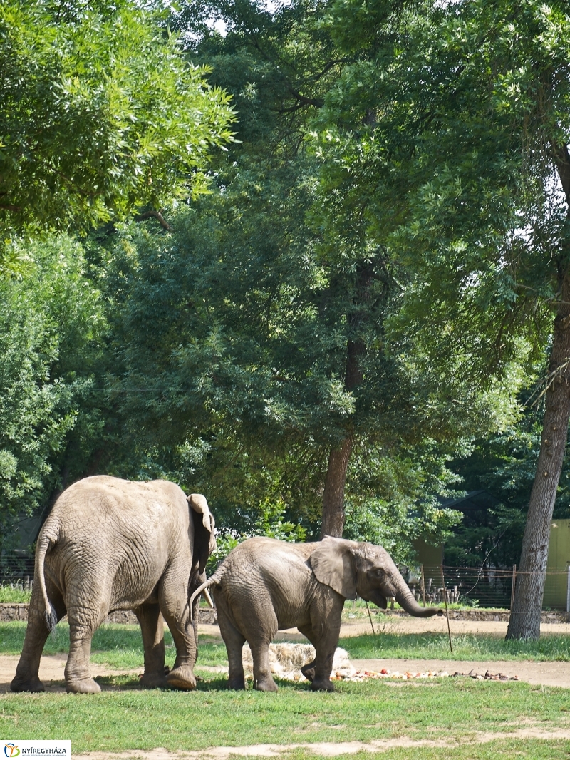 Kis elefánt fogászaton - fotó Szarka Lajos